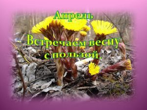 Мать и мачеха цветы