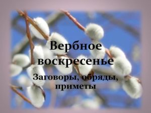 Верба